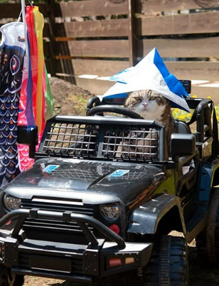 Maru Cat driving
