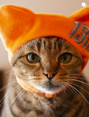 Maru Cat in orange hat